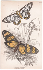 Plate 5 Papilio Ascanius 